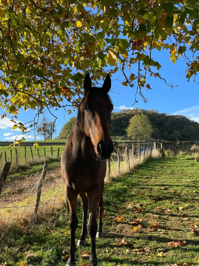 a horse standing under a tree in a field